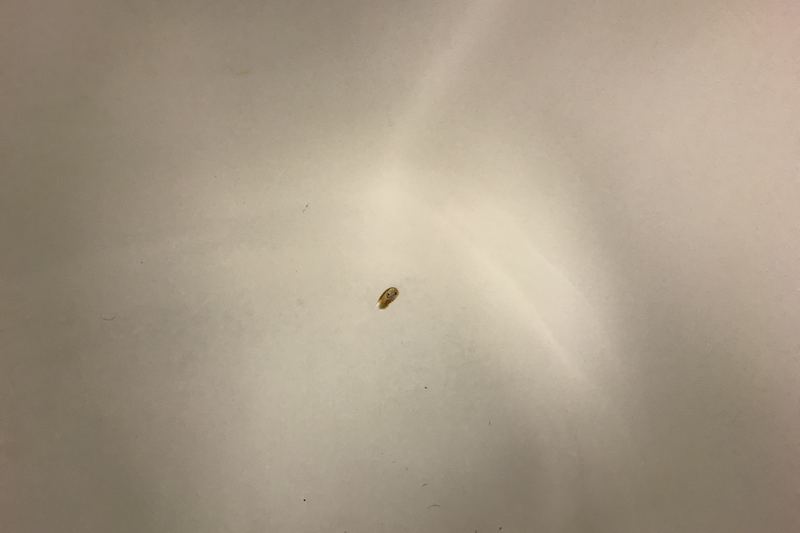 Mould growth on hotel room wall (photo 7)